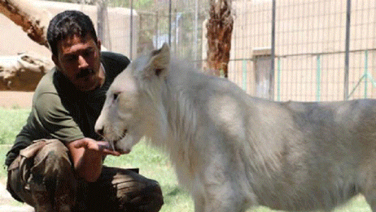 La naissance d’un lion rare à Bagdad