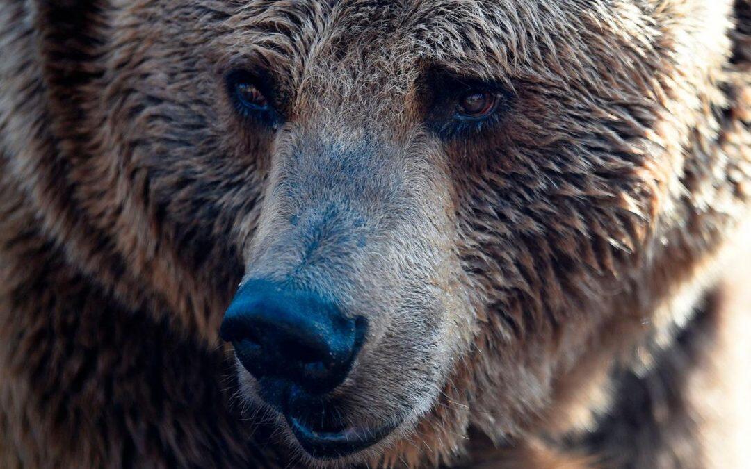 Bear in West Bank zoo mord le bras du garçon palestinien et le mange