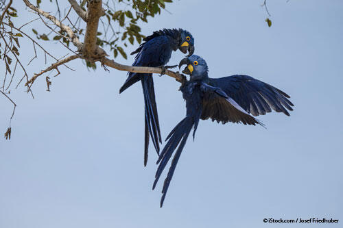 Las Plumas del Loro Contienen Agentes Antibacterianos Naturales