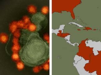 El Zika circuló por las Américas varios meses antes de que se detectaran los primeros casos