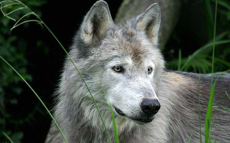 Nacen en cautiverio tres cachorros de lobo gris mexicano (Canis lupus), especie clasificada extinta