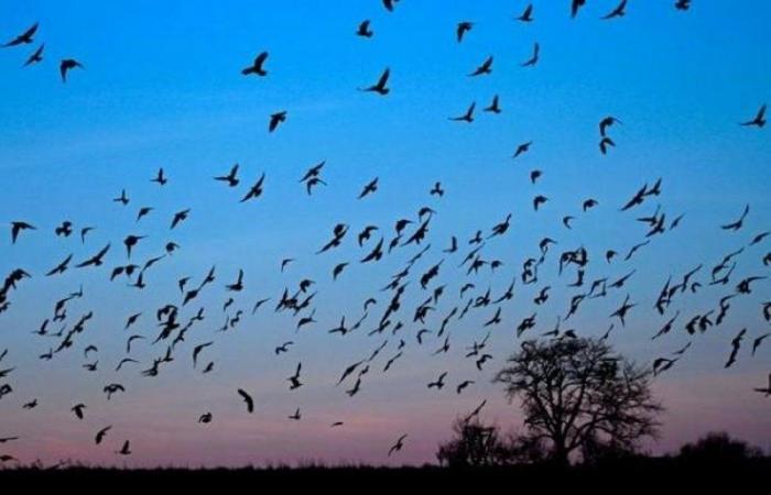 5 millions d’oiseaux migrateurs traversant la ville d’Aqaba, en Jordanie chaque année