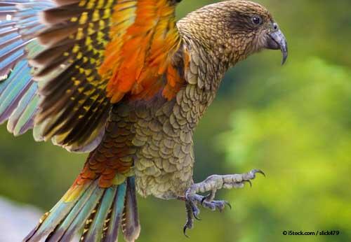 Los loros tienen patas zigodáctilas Parece nombre de dinosaurio volador, pero esta característica se aplica a aquellas especies de aves con cuatro dedos, dos adelante y dos atrás.