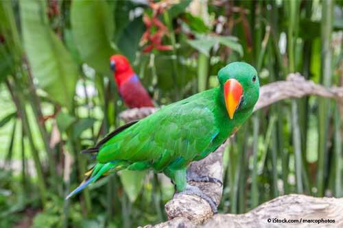 Las especies más grandes de loros, por ejemplo, las guacamayas y las cacatúas, usualmente viven de 35 a 50 años.