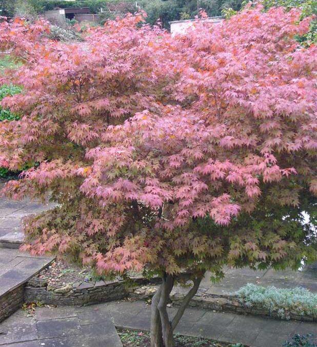 El arce japonés o acer palmatum es originario de Japón y de Corea del Sur aunque algunos estudiosos atribuyen su origen a China también. Normalmente no alcanza los 16 metros, rondando los 6-10 metros de altura media.