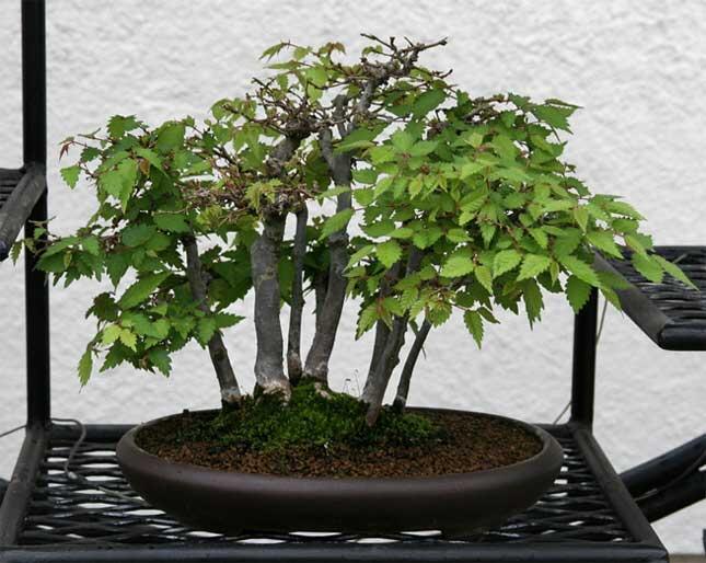 Zelkova: es una variedad de olmo chino que se caracteriza por el color gris de su corteza durante su juventud. Con el paso de los años, dicha corteza se vuelve rojiza y con escamas.