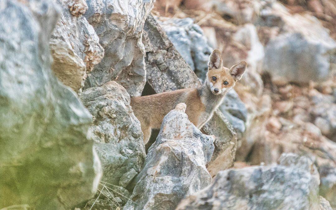 Green Erie: Red Foxes documented by director Mahdi Scaffee