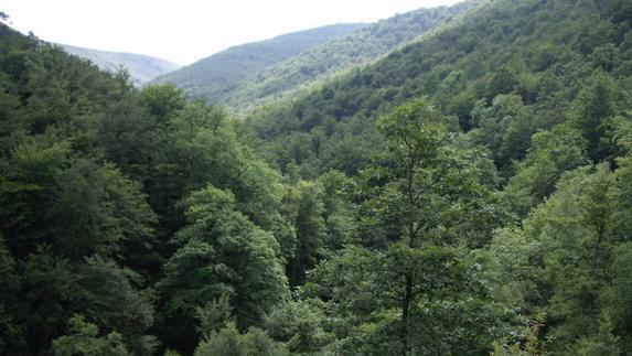 Un árbol (promedio) absorbe en toda su vida, un aproximado de 730 kilogramos de dióxido de carbono.