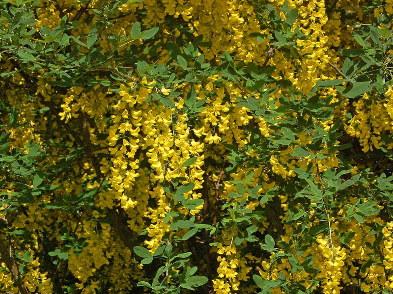 Lluvia de oro. Es un árbol pequeño de hasta 7 m de altura familia de las leguminosas muy usado como especie ornamental. En su caso, el tóxico alcaloide citisina se encuentra en sus flores y hojas, que por tanto son venenosas si se consumen