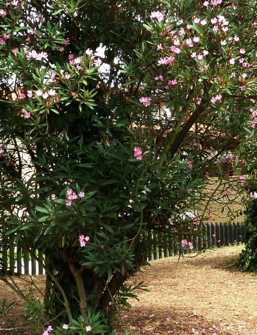 Adelfa. Es una planta arbustiva o árbol pequeño floreado cuyas flores, hojas, tallos, ramas, corteza y semillas son venenosas.