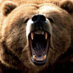 bear-teeth-mouth-animals-grizzly