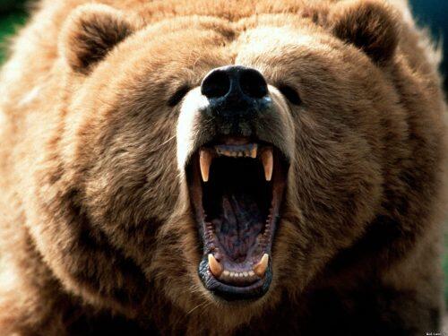 bear-teeth-mouth-animals-grizzly