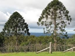 PINO BUNYA  Este árbol perenne conífero del sureste de Queensland (Australia) puede matarte. Sus frutos son como piñas pero del tamaño de pelotas de fútbol, de cáscara dura y nutritivos, y pueden llegar a pesar hasta 10 kilos