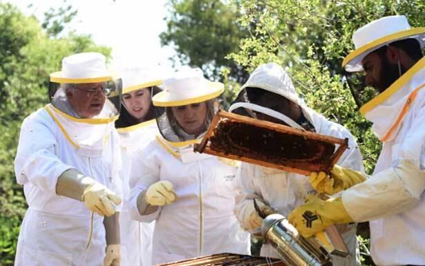 7 abeilles Agafran dans le jardin du palais de Baabda à l’initiative du Président de la République