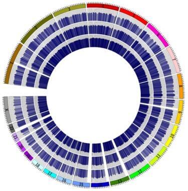 Obtenidos los epigenomas completos de los tumores más frecuentes