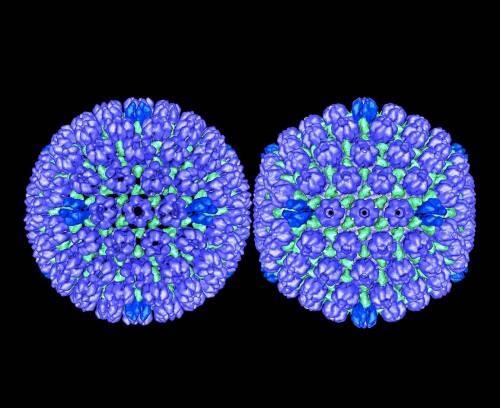 Logran suprimir el herpes simple en ratones mediante glutamina