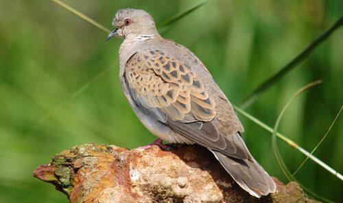 zorzales-y-correlimos-once-aves-espanolas-en-riesgo-de-desaparecer