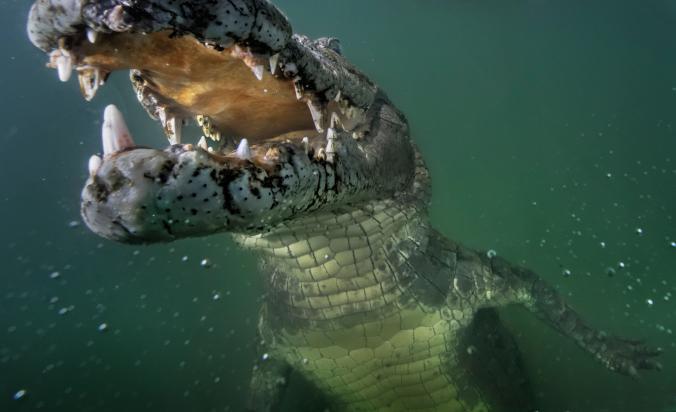 Crocodile Poaching Booms en Egypte Tourisme Crumbles