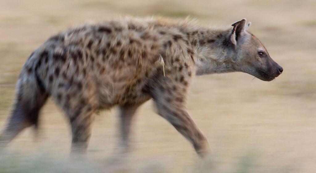 ICE AGE HYENAS a quitté les récits de ces lieux humains anciens