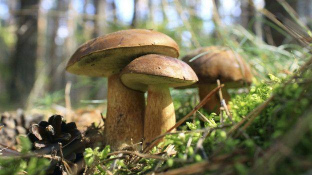 Les champignons peuvent être utilisés comme biomoniteurs pour évaluer la radioactivité dans notre environnement