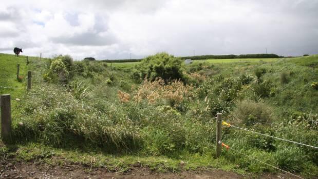 Programme de plantation riveraine Taranaki toute la rage en Europe