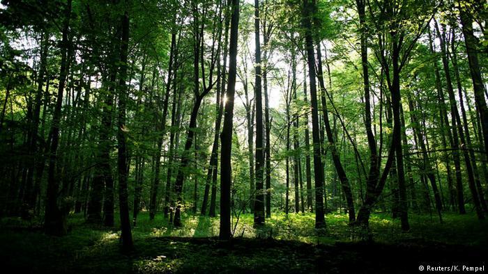 La dernière forêt primitive d’Europe survivra-t-elle à la politique polonaise?