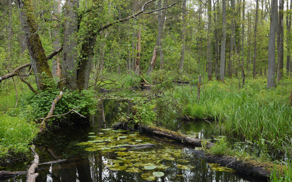 LA POLOGNE DÉCOUPE LA DERNIÈRE ANCIENNE FORÊT DE L’EUROPE