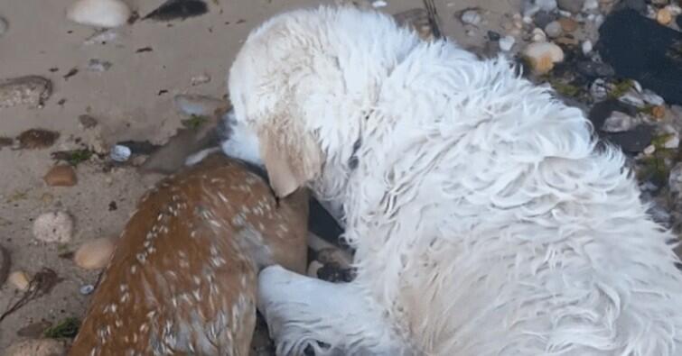 El emocionante rescate de un perro a un ciervo en medio del agua