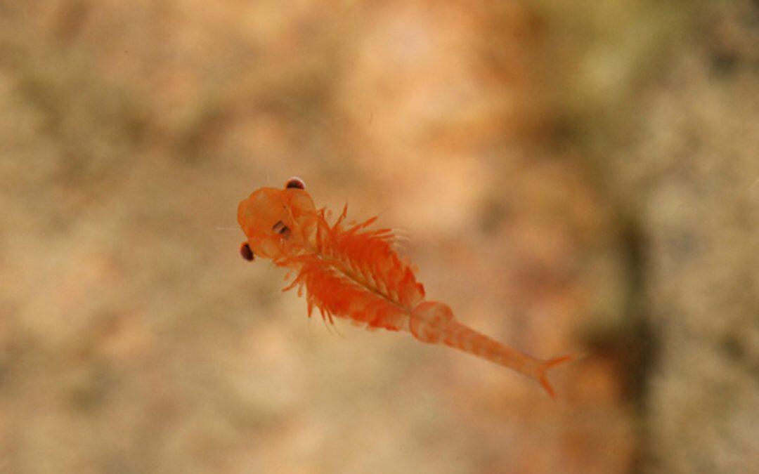 Italy’s drying lakes imperil rare shrimp species found only here