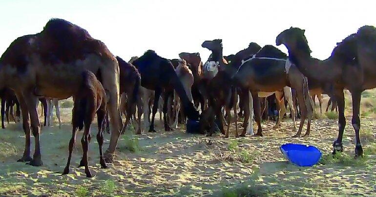 Les propriétaires de chameaux et moutons louent le ministère pour obtenir de l’aide