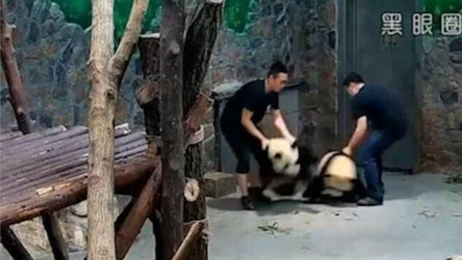 La vidéo ‘Panda cruelty’ devient virale en Chine