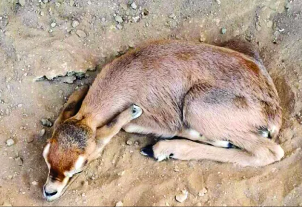 «Le braconnage menace le Tahr arabe, les chiffres de Gazelle en Oman»