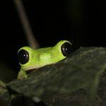 animals-frogs-red-eyed-tree-frog-amphibians-3456x2304-wallpaper