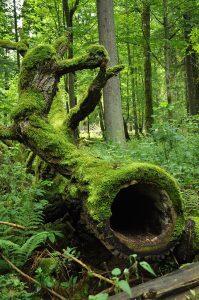 La Cour de l’UE ordonne à la Pologne de cesser de se loger dans la forêt de Bialowieza