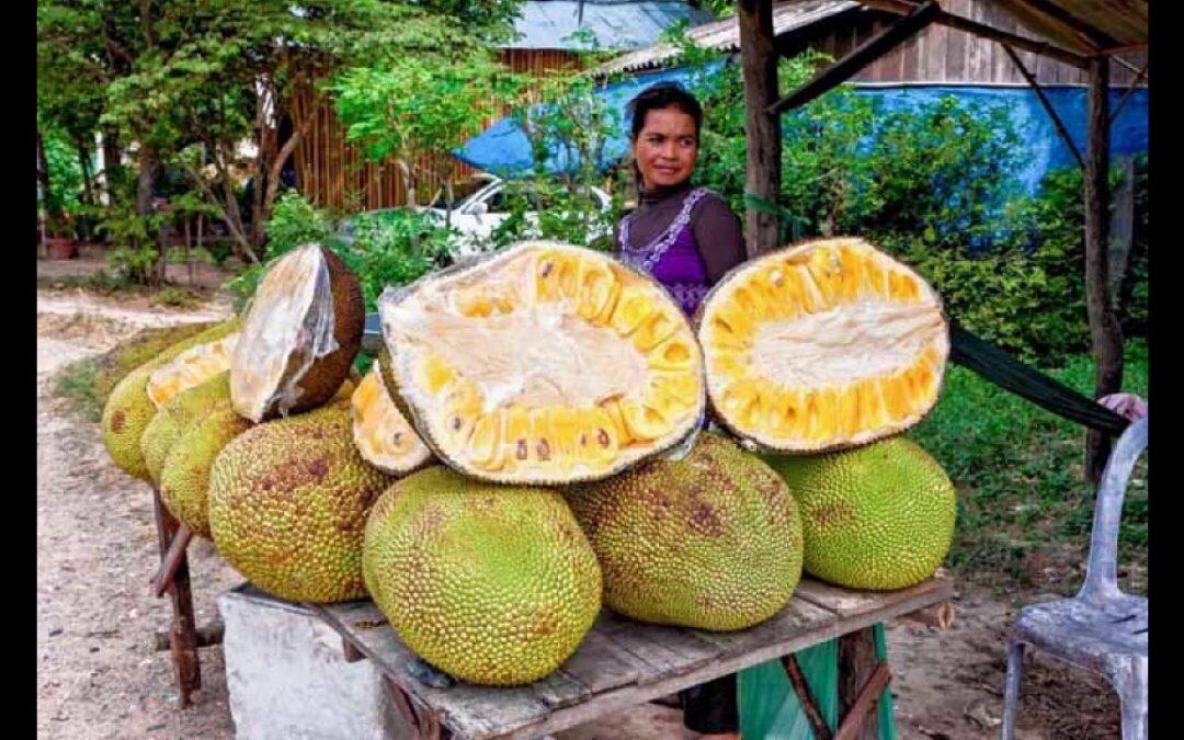 الكاكايا (Jackfruit) هي أكبر فاكهة في العالم ولها رائحة قوية.