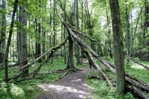 La Commission européenne prend la cour de la Pologne lors de l’exploitation forestière de la dernière forêt primitive d’Europe