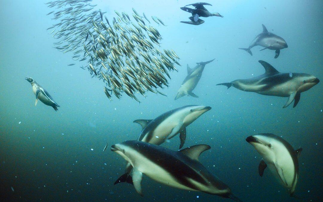 Delfines del Océano Índico padecen más que otros de  los grados de contaminación.