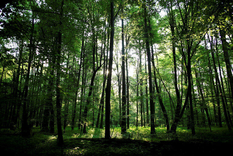 Défiant E.U. Court, la Pologne coupe les arbres dans une ancienne forêt