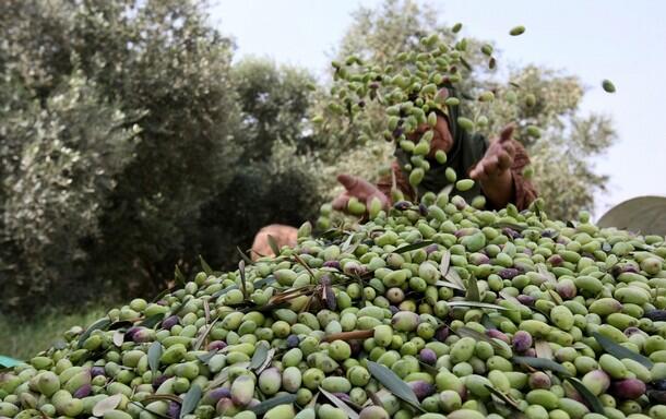 دعم حكومي لزيت حاصبيا ومرجعيون المطابق للمواصفات