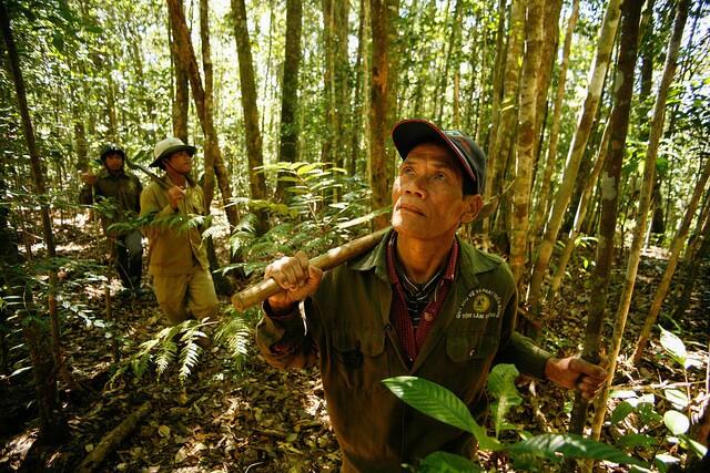 La plupart des pays perdent leurs conversions entre la forêt et la ferme