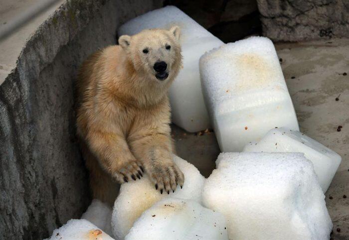 La angustiante imagen de un oso polar resistiendo el calor extremo en un zoológico