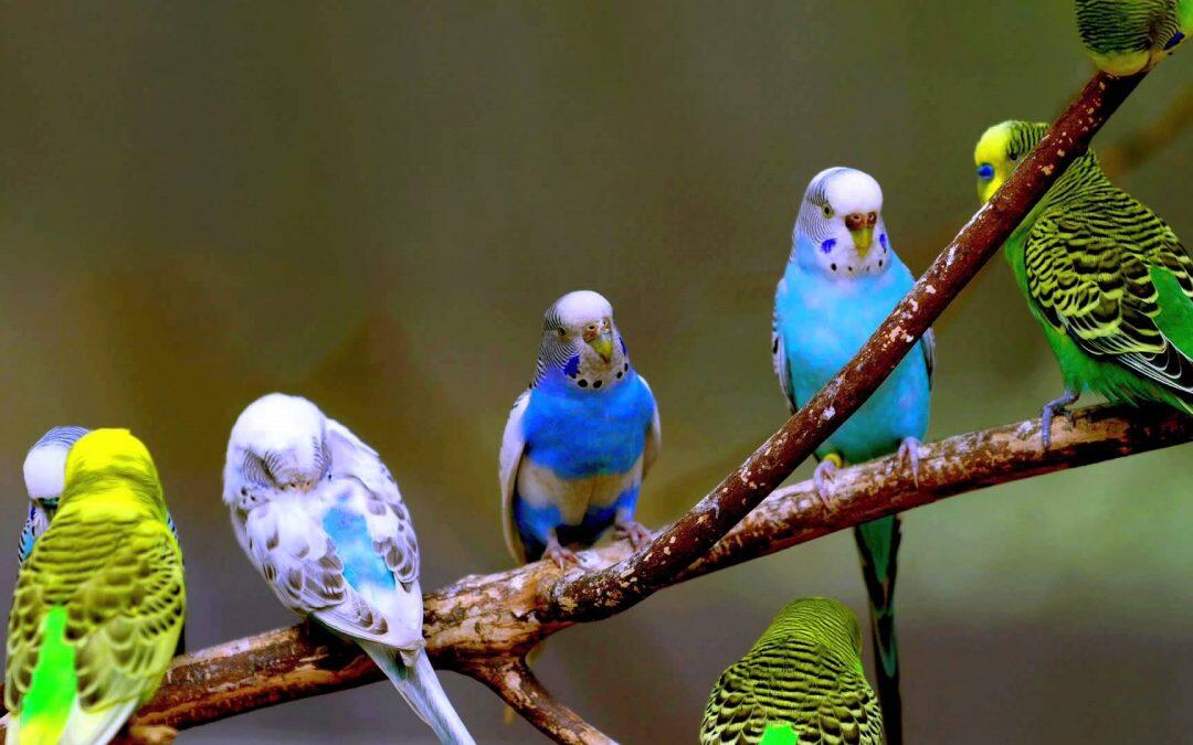 إطلاق طيور الـ Budgies في قنوبين… نوايا طيبة ونتائج كارثية!