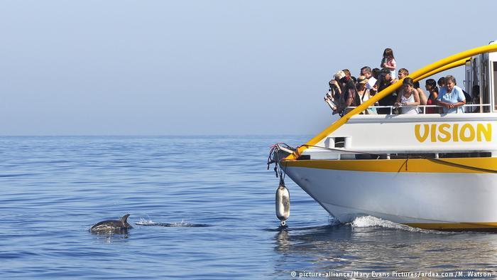 Les baleines ont besoin de vacances d’été – des touristes