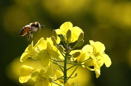 ‘Env’ catastrophe ‘à mesure que l’onde de chaleur bouleverse les abeilles