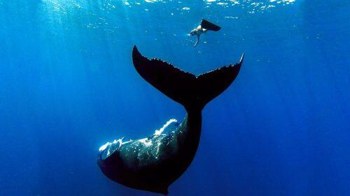 Animales-en-video-ballena-buceadora