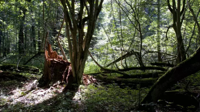 Bruxelles prend la Pologne devant les tribunaux lors de l’exploitation forestière dans la forêt ancienne