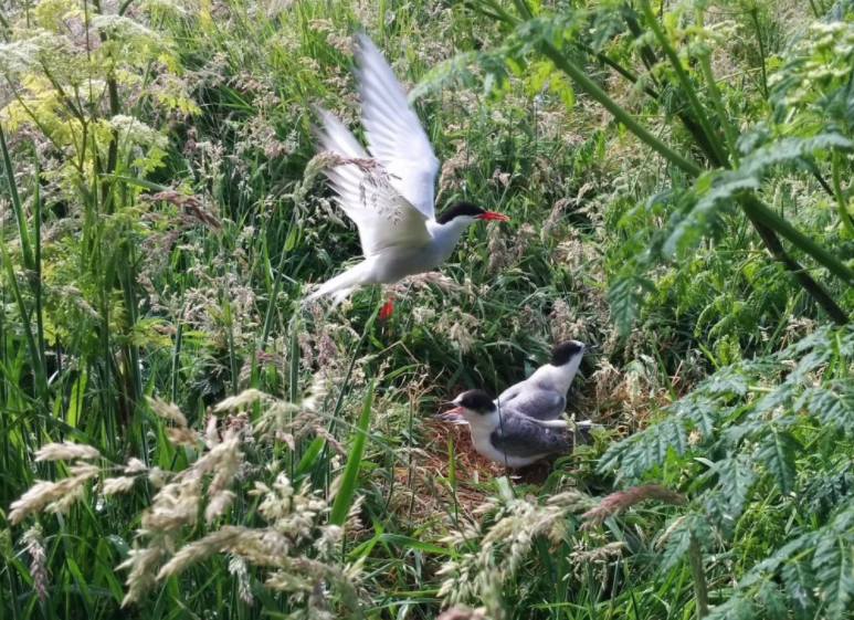 One Good Tern Deserves Another; Saving The Birds One Nest At A Time