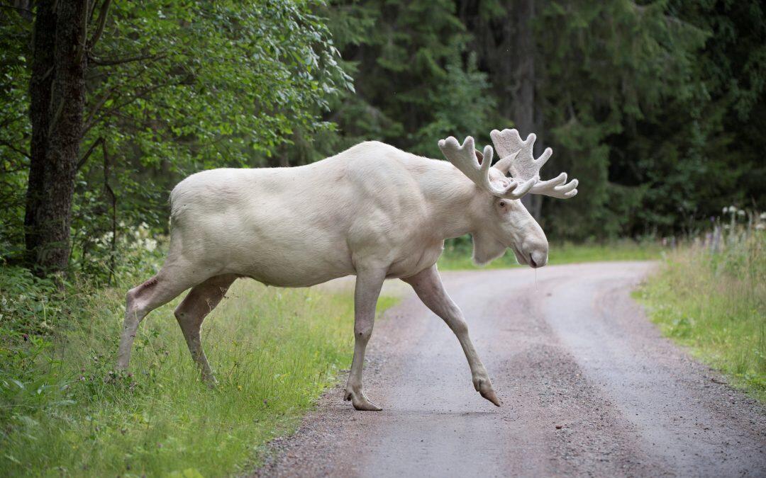 Un curioso alce …Blanco!!!