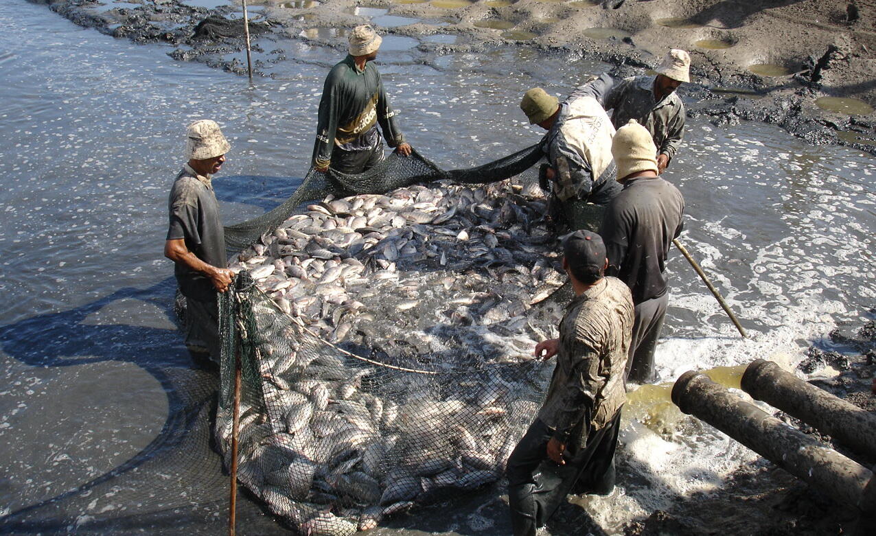 Fish farms in Egypt