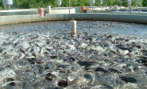 Fish farms in Egypt1